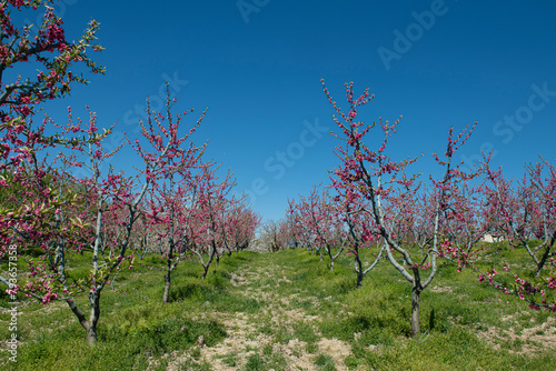 Peach blossom in spring. Pink Peach Flowers Blooming on Peach Tree in Blue Sky Background, selective focus. İznik, Bursa.