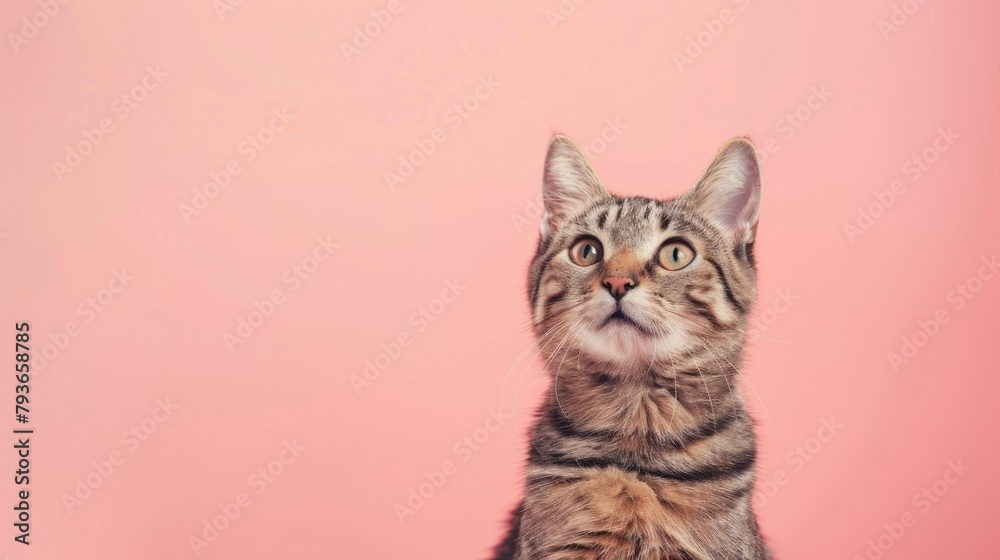 Obraz premium Chic cat with a nonchalant expression, against a soft light pink background