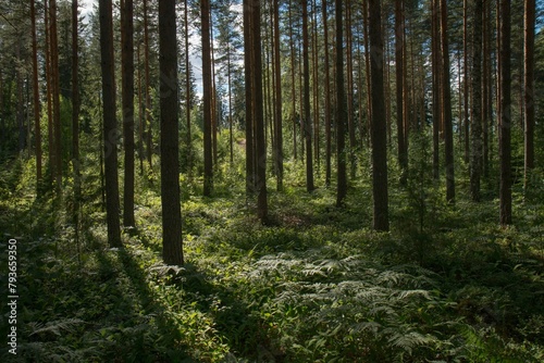 A dense expanse of towering trees, alive with chirping birds, rustling leaves, and the scent of earth.