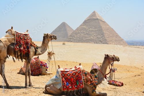 ラクダとギザのピラミッド