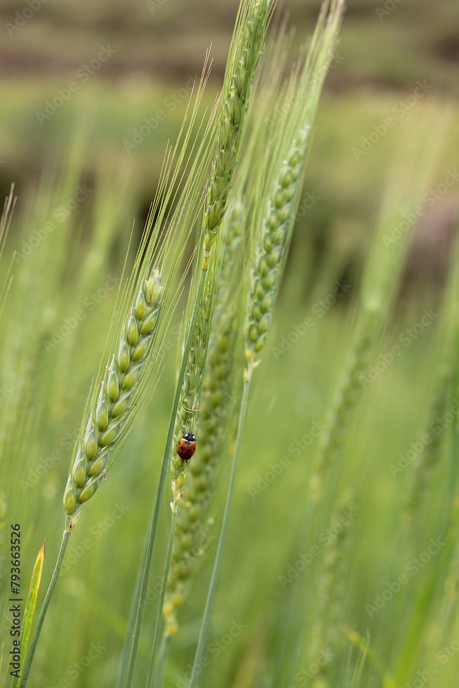 green wheat field with a red-black bug insect in the wheat plant