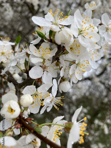 tree blossom