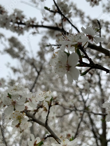 tree blossom