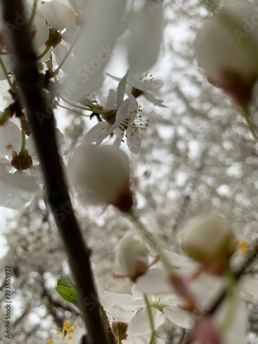 blossom in spring