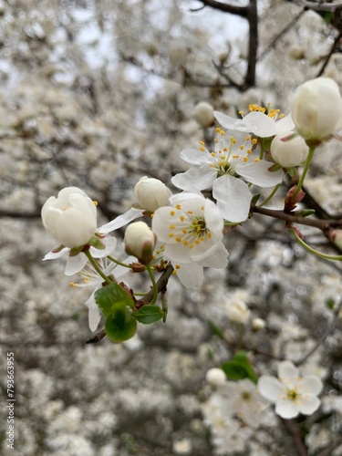 tree flowers