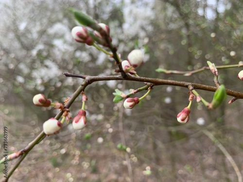 branch of a cherry