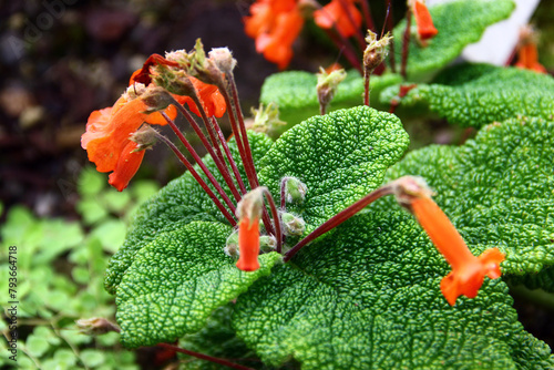 Sinningia bulata, a tuberous member of the flowering plant family Gesneriaceae. It produces small orange-red flowers and is found in Brazil. photo