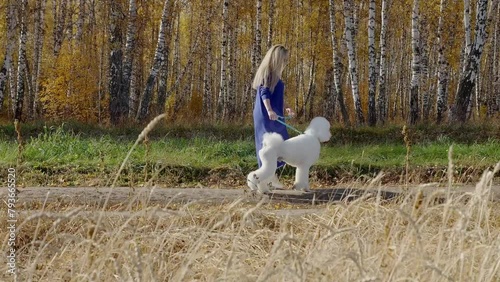 Young adult woman in blue dress walks with dog in nature. owner walks pet on  leash on an autumn sunny day in forest. Caucasian girl playing witha cheerful white poodle outside