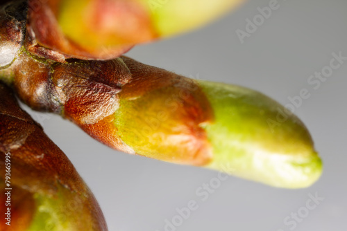 Plant phenology  the alchemy of spring. Tree vegetative bud  leaf bud  gemma. Frondescence  gemmation  budbreak in springtime