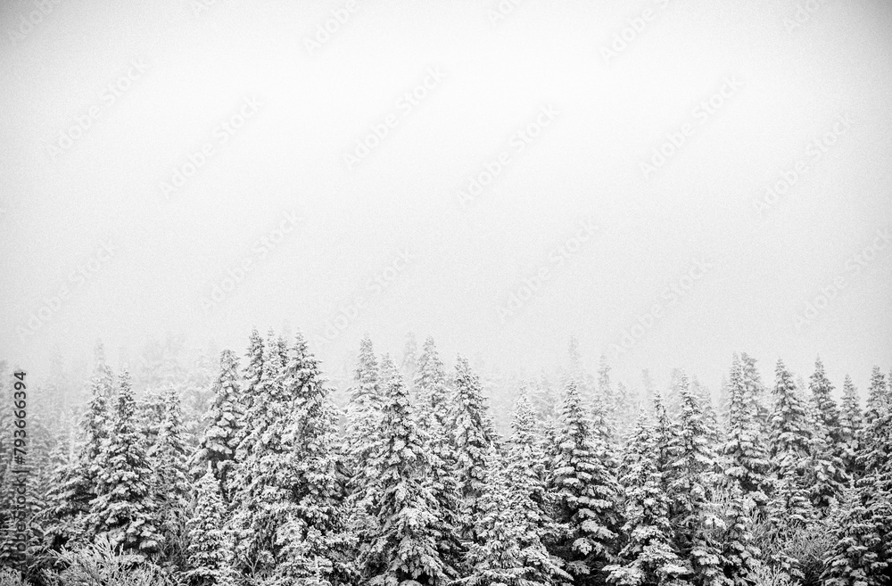 snowy trees recede into mist in winter in Maine. snowy trees recede into mist in winter in Maine.