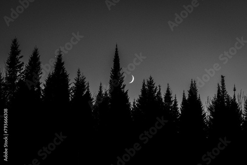 Crescent moon seen between silhouetted trees in a forest in Maine photo