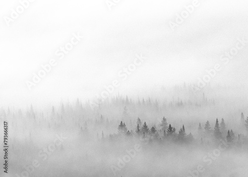 Layers of pine trees disappear in to the mist in the Maine woods photo