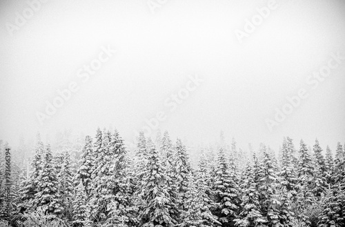 snowy trees recede into mist in winter in Maine. photo