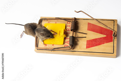 Deratization. Wild forest and field mice as pests of agriculture and household. Mouse is trapped in mousetrap