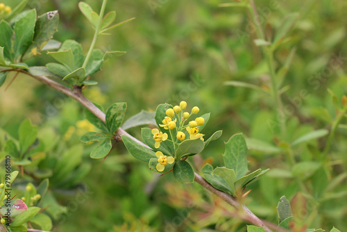 leaves, flowering and bud of berberis aristata