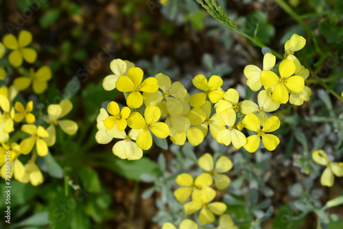 Croatian endemic plant yellow flowers photo