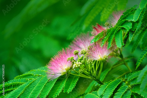 Pink siris, silk tree acacia (Albizia julibrissin) during the flowering period. A tree species introduced to the Crimea subtropics