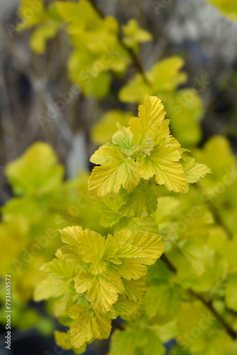 Ninebark Angel Gold leaves