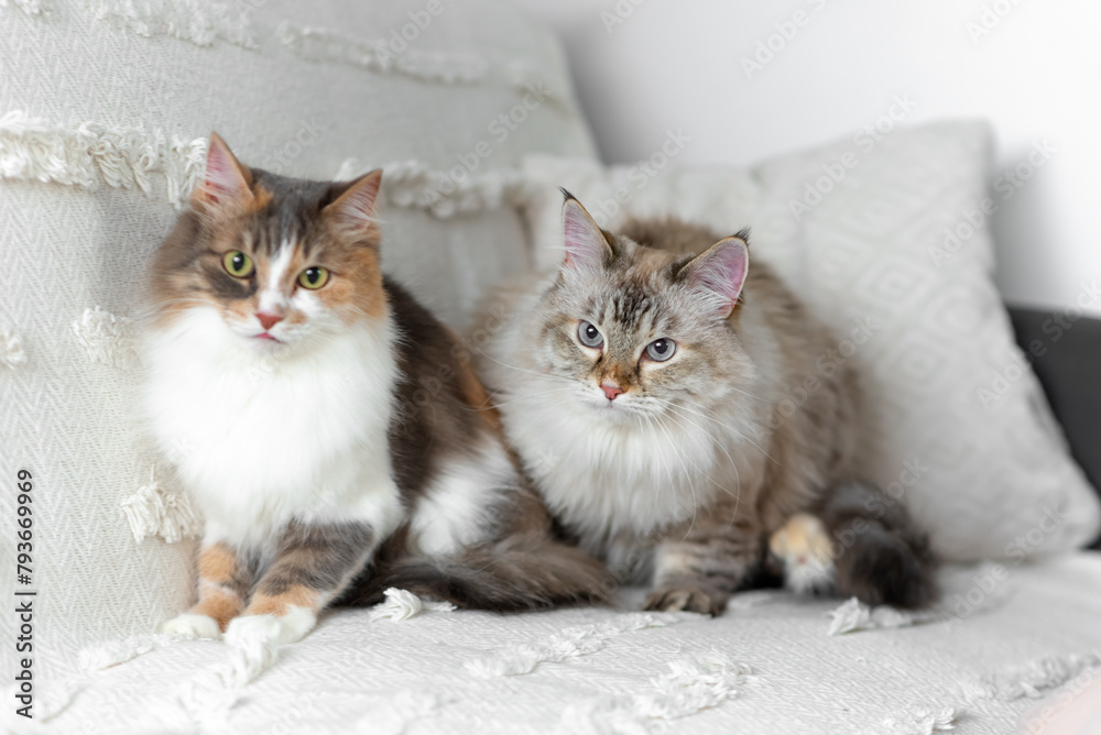 Cats are sitting on a blanket. Pets. Cats.