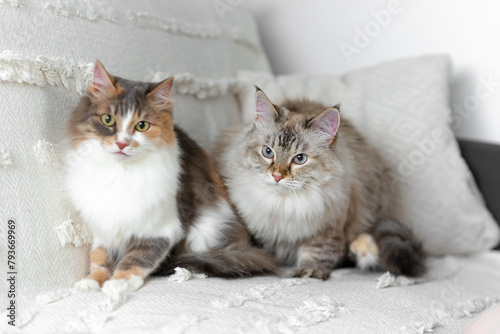 Cats are sitting on a blanket. Pets. Cats.