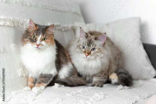 Obraz Cats are sitting on a blanket. Pets. Cats.