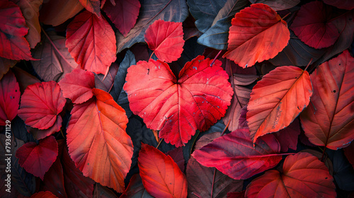 Autumn red leaves in the shape of a heart © khan