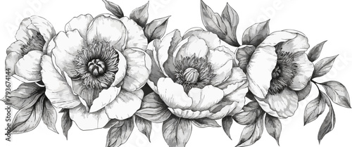 peonie line art sketch black and white. vector simple illustration photo
