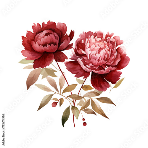 watercolor burgundy peony clipart for graphic resources
