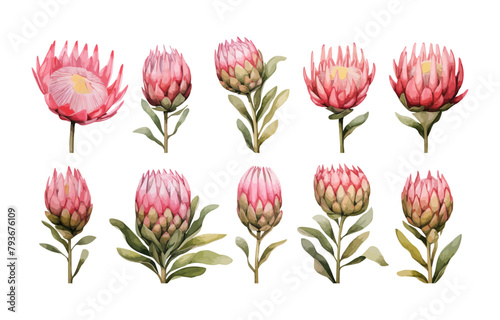 watercolor protea clipart for graphic resources © Viacheslav