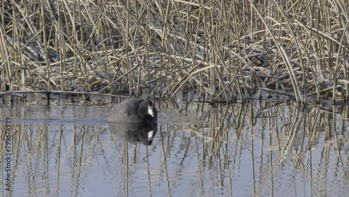 American Coot swims across surface of frosty pond water in spring photo