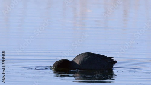 Bird close up: American Coot dabbling to feed on aquatic pond plants photo