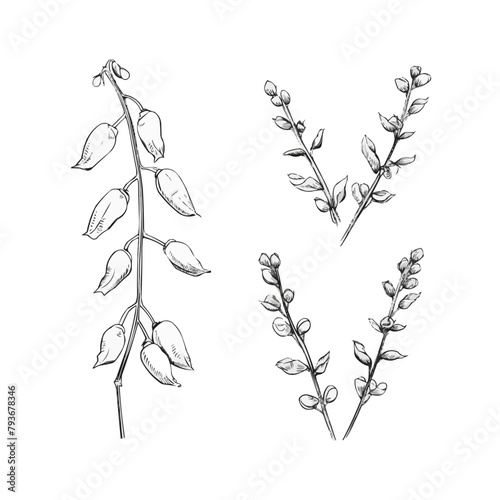 Pea plant set, peas, branch. Hand drawn vector sketch illustration