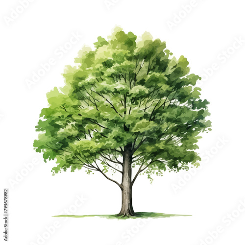 Vector watercolor green tree or forest side view isolated on white background for landscape and architecture drawing,elements for environment or garden,botanical element for exterior section in spring