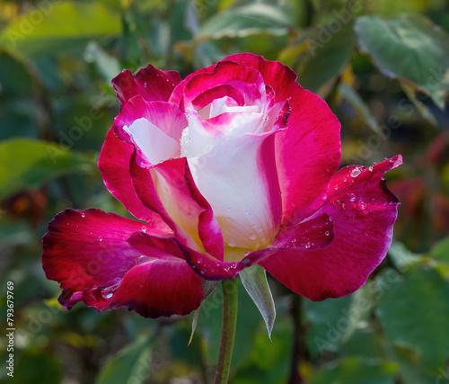 'Double Delight' Hybrid Tea Rose in Bloom. San Jose Municipal Rose Garden, San Jose, California, USA.