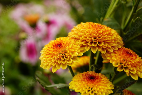 Close-up of calimero flowers blooming in the garden photo