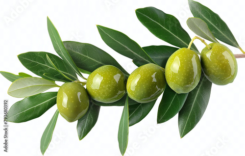 Wallpaper Mural Fresh green olives on a branch with leaves, isolated on a white background. Torontodigital.ca