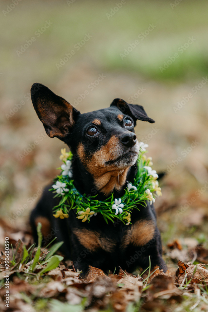 A pinscher dog in flowers in spring