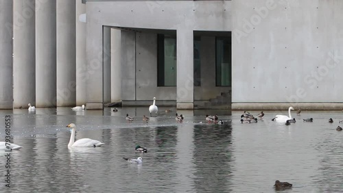 Whooper Swan, Cygnus cygnus, Greylag Geese, Anser anser, and ducks on urban lake. Early Spring. Iceland. photo