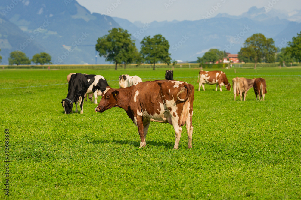 Cow in alpine meadow. Beefmaster cattle in green field. Cow in meadow. Pasture for cattle. Cow in the countryside. Cows graze on summer meadow. Rural landscapes with cows. Cows in a pasture.