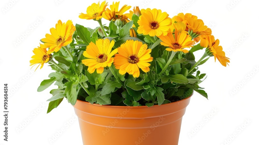 Blooming marigold flower in orange pot isolated on white background Top down view of Calendula officinalis Blooming marigold flower in orange pot isolated on white background Top down view of Calendula officinalis