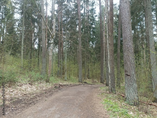 Kurtuvenai regional park during cloudy day. Pine tree forest. Footpath in woodland. Moss growing on soil. Some small grass and tress growing in woods. Summer season. Kurtuvenu regioninis parkas. photo