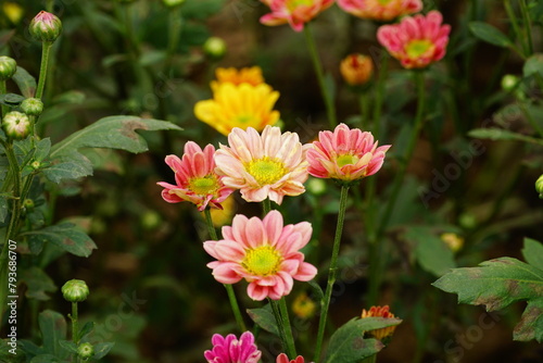 Close-up of chrysanthemums blooming in the garden
