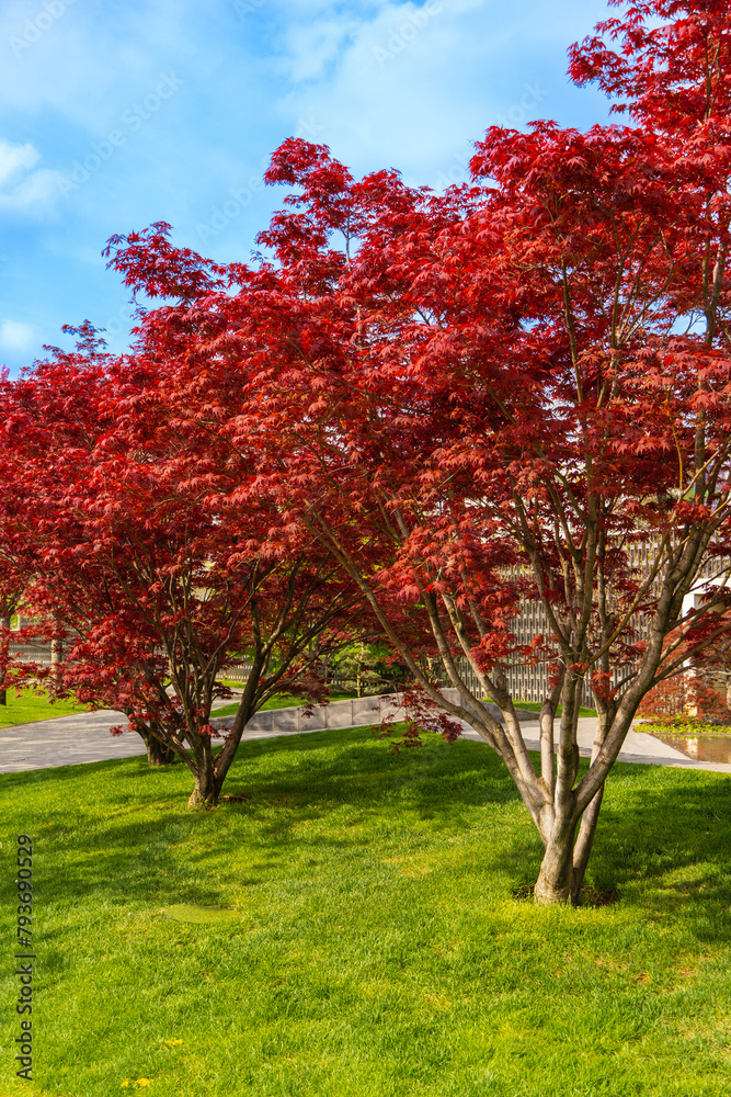 Graceful Acer Palmatum Dissectum tree with red leaves on bank of artificial pond. Stylized Japanese courtyard in city park Graceful Acer Palmatum Dissectum tree with red leaves on bank of artificial pond. Stylized Japanese courtyard in city park