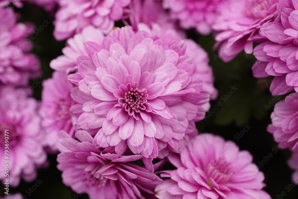 Close-up of pink chrysanthemums blooming in the garden Close-up of pink chrysanthemums blooming in the garden