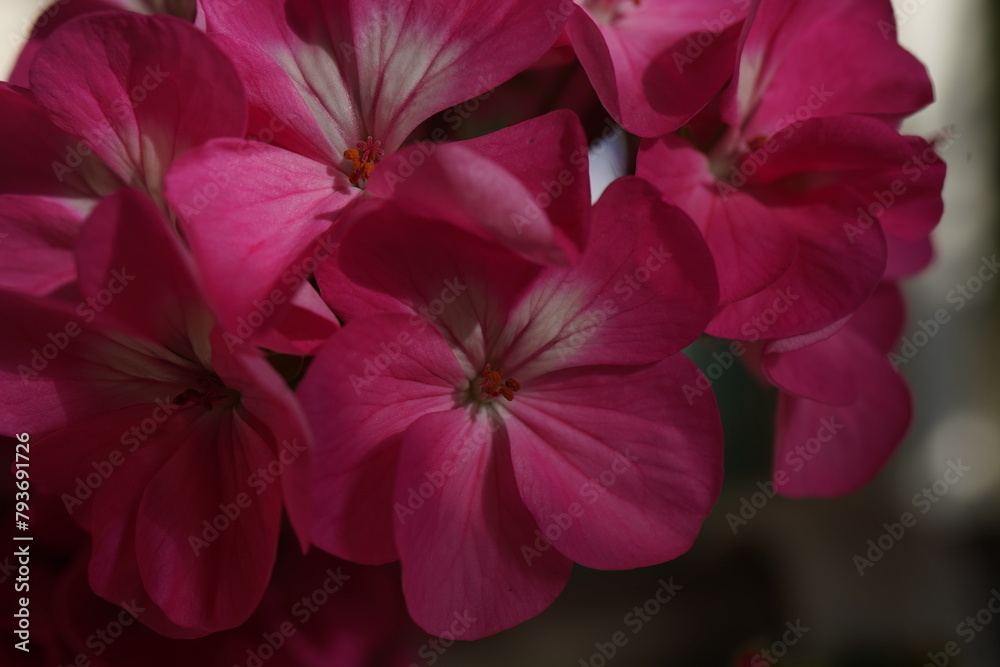 Pink flower of Geranium, Pelargonium, Geraniaceae,close up