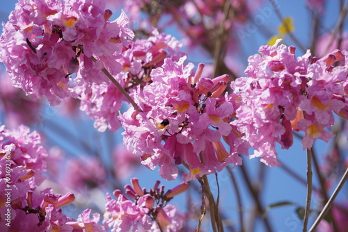 Pink trumpet tree (Handroanthus impetiginosus). Tabebuia rosea is a Pink Flower neotropical tree in the park. Blooming in spring season. photo