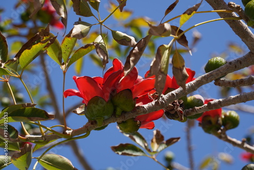 Blooms the Bombax Ceiba (Lat. - Bombax ceiba) or Cotton Tree. Flower of silk cotton tree in park of Israel. photo