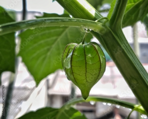 ciplukan fruit plant photo