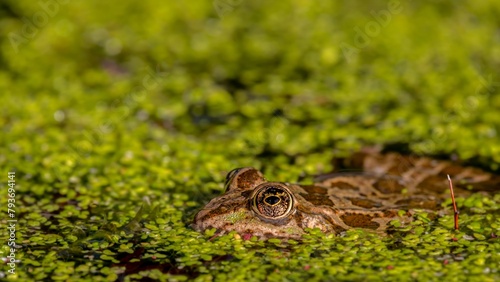 Frog in water. Pool frog swimming. Close-up of Pelophylax lessonae. European frog.