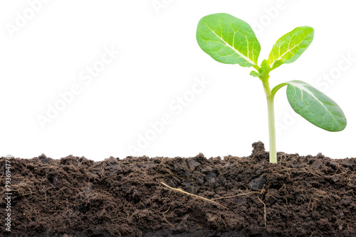 young spout seedling growing out of soil, isolated on white or transparent png photo